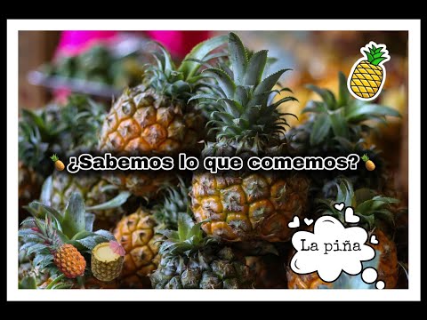 La Naturaleza y Características de la Piña de Monte: Todo lo que ...