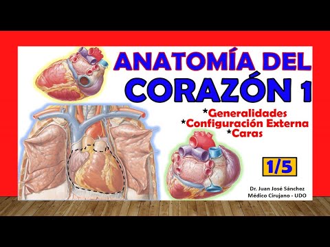 Anatomía y Características del Corazón de un Aries