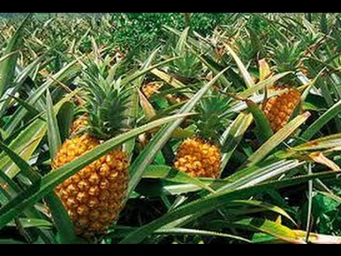 El significado de la palabra piña en Perú: un análisis completo