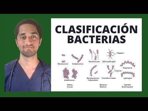 Clasificación taxonómica de las bacterias: Un análisis detallado de los dominios bacterianos