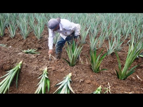 Descubre los mejores lugares para el cultivo de piña en Colombia