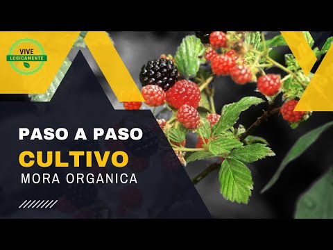 Guía completa sobre productos naturales y orgánicos: Todo lo que necesitas saber
