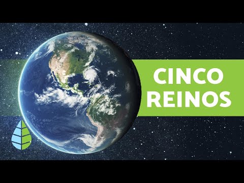 Descubre los 5 reinos de la naturaleza: ¡Conoce su importancia y características!