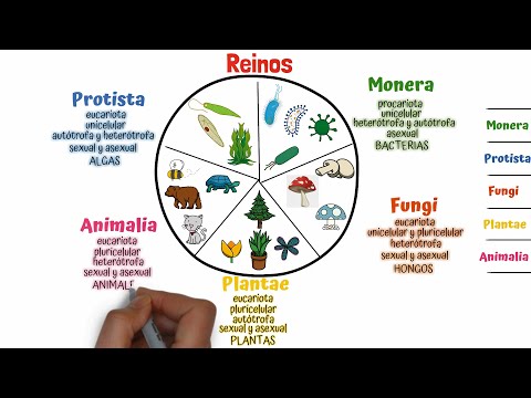 Modelo de los cinco dominios: todo lo que necesitas saber