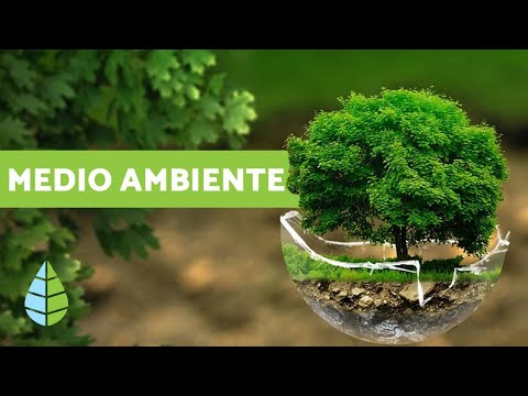 Descubre todo sobre el sitio A: definición, características y funciones