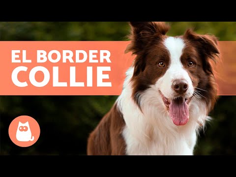 Descubre las funciones de Border: Todo lo que necesitas saber