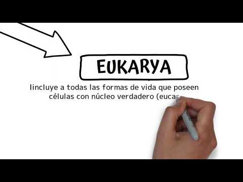 Guía completa sobre dominios: significado y proceso de obtención